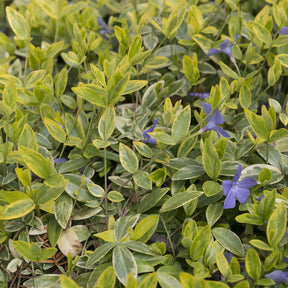 Kleinblättriges Immergrün 'Aureovariegata' - Willemse