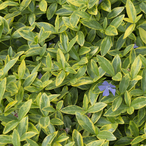 Kleinblättriges Immergrün 'Aureovariegata' - Vinca minor Aureovariegata - Willemse