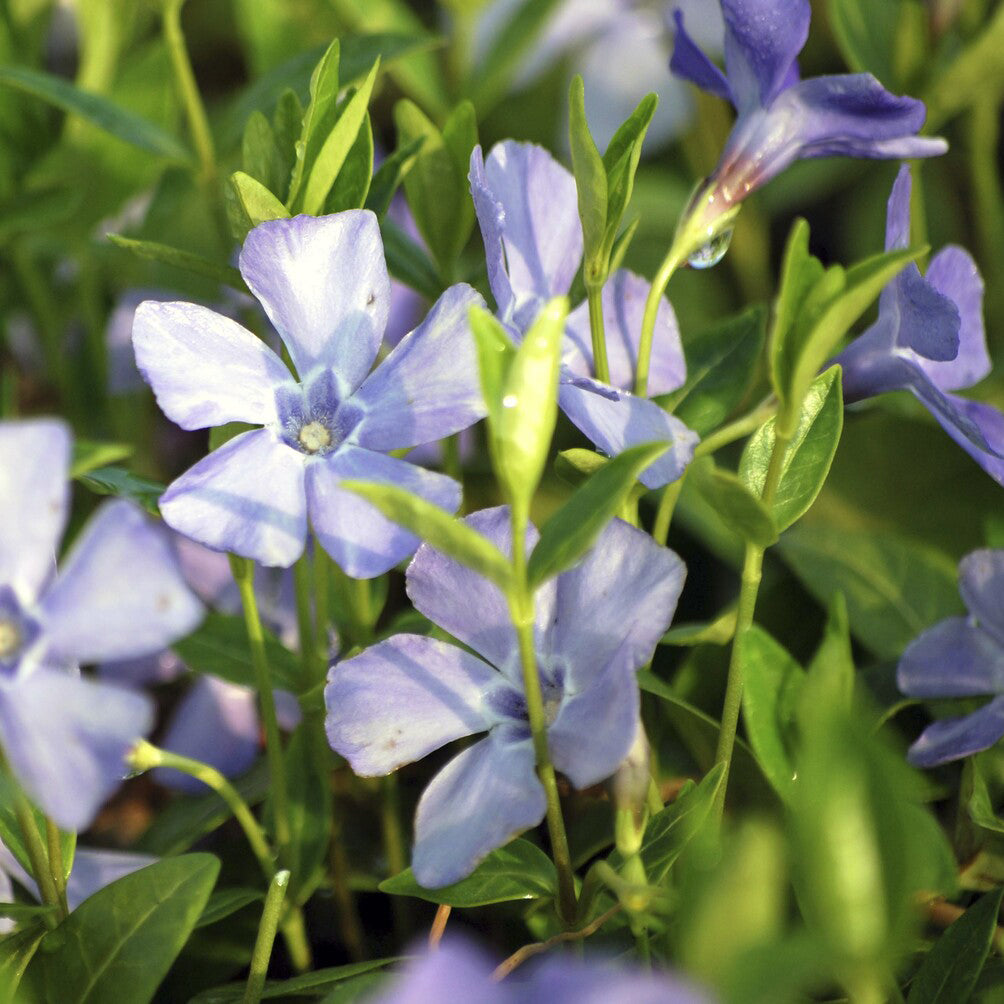 Kleines Immergrün 'La Grave' - Willemse