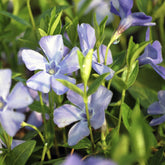 Kleines Immergrün 'La Grave' - Willemse