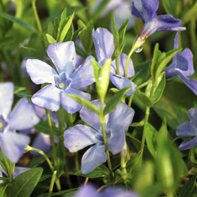 Kleines Immergrün 'La Grave' - Willemse