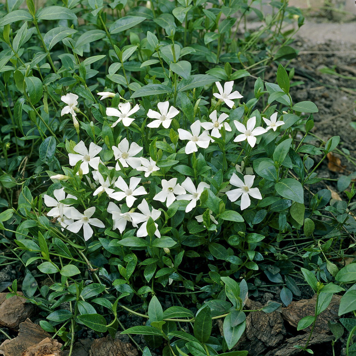 Vinca minor Gertrude Jekyll - Kleines Immergrün 'Gertrude Jekyll' - Immergrün