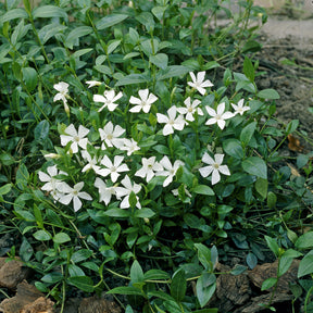 Vinca minor Gertrude Jekyll - Kleines Immergrün 'Gertrude Jekyll' - Immergrün