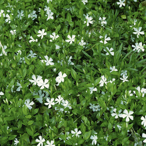 Kleines Immergrün 'Gertrude Jekyll' - Vinca minor Gertrude Jekyll - Willemse