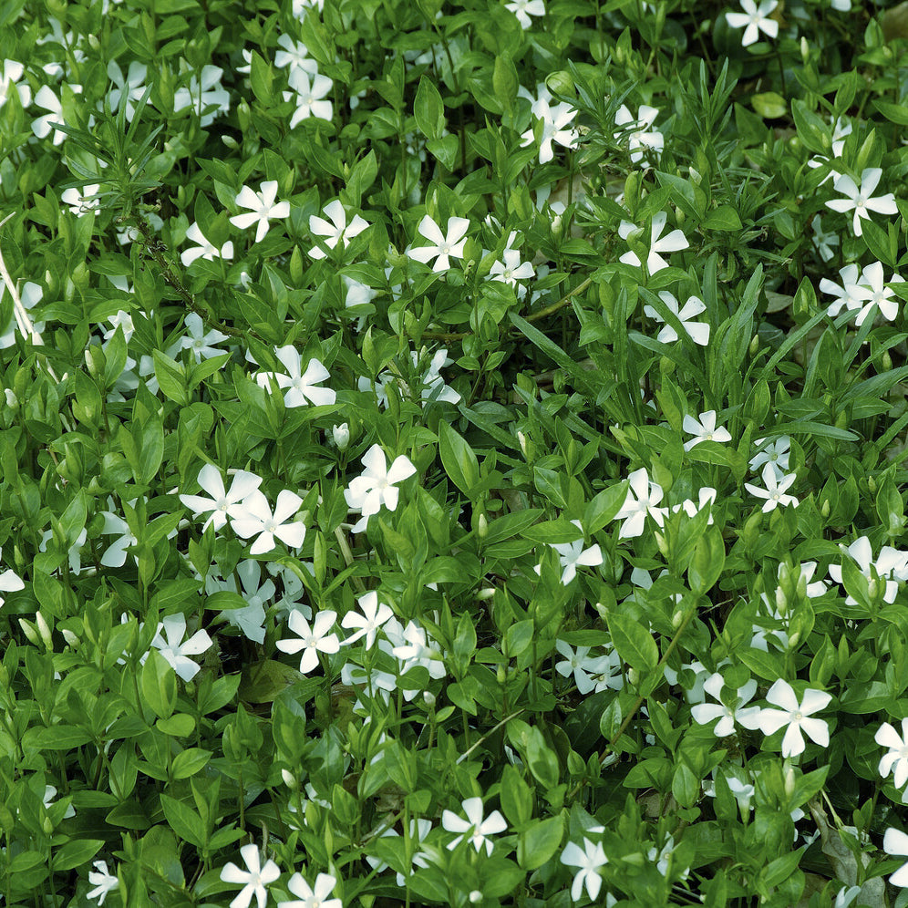 Kleines Immergrün 'Gertrude Jekyll' - Vinca minor Gertrude Jekyll - Willemse