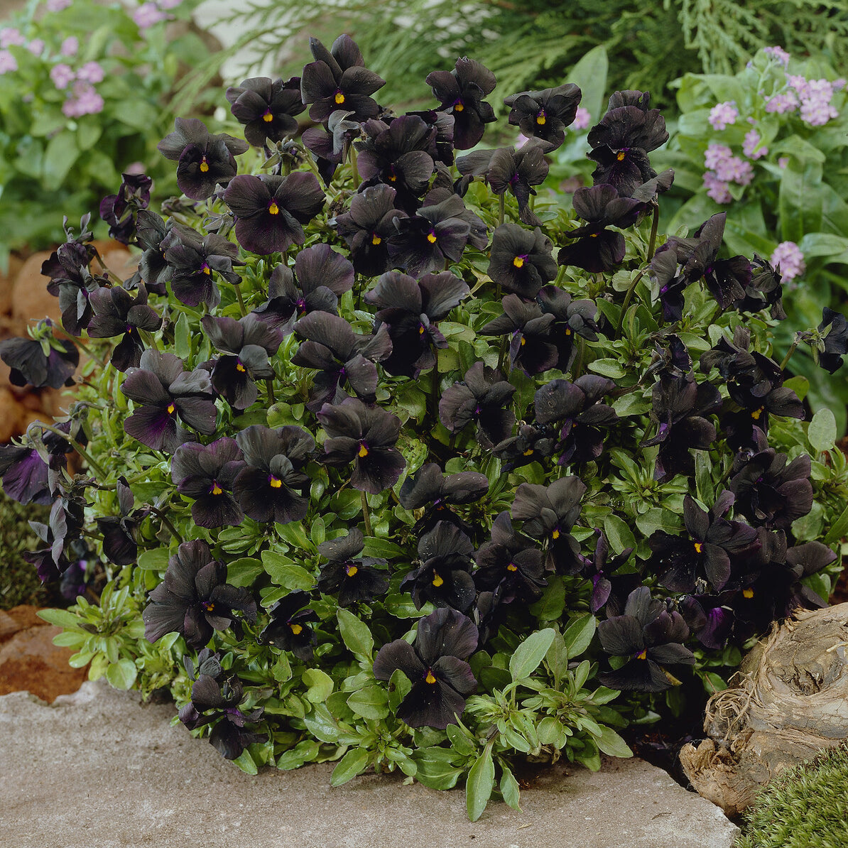 Hornveilchen 'Molly Sanderson' - Viola cornuta Molly Sanderson - Willemse