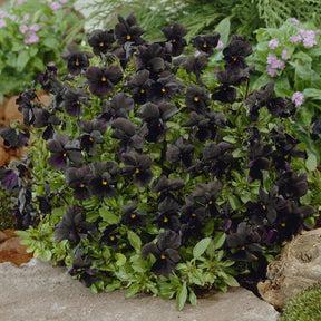 Hornveilchen 'Molly Sanderson' - Viola cornuta Molly Sanderson - Willemse