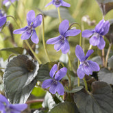 Viola labradorica - Labrador-Veilchen - Stauden