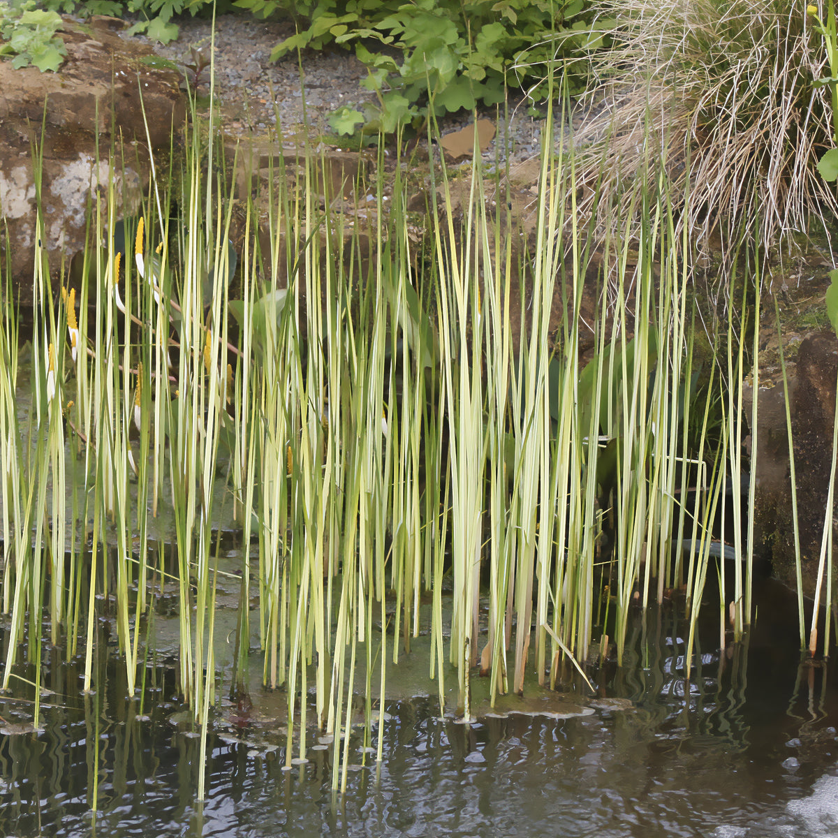 Chaisier-Binse Albescens - Schoenoplectus lacustris albescens - Willemse