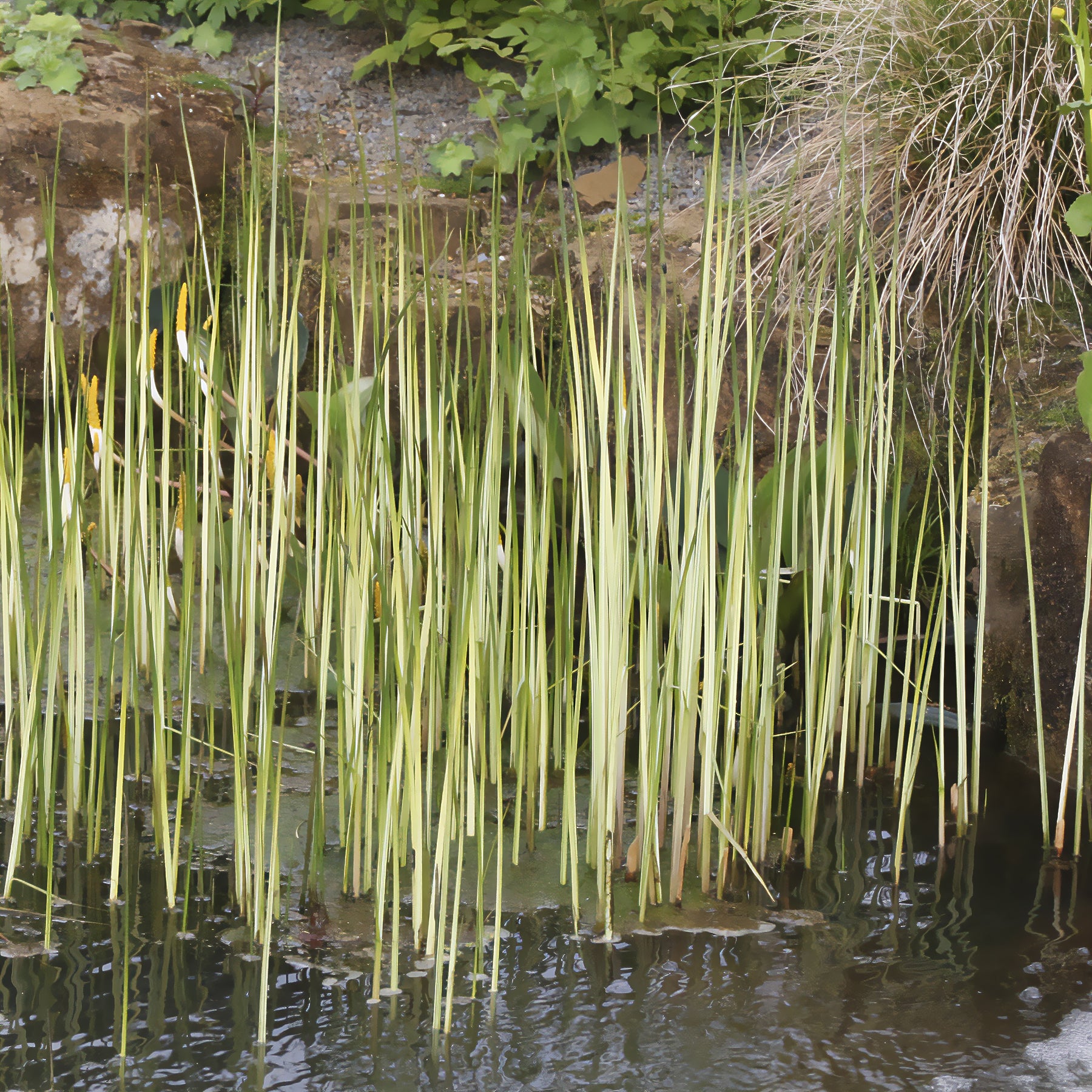 Chaisier-Binse Albescens - Schoenoplectus lacustris albescens - Willemse