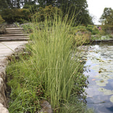 Chaisier-Binse Albescens - Willemse