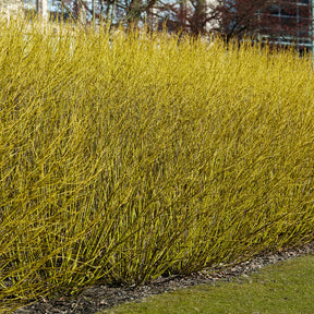 Gelbholzhartriegel Flaviramea - Cornus sericea flaviramea - Willemse
