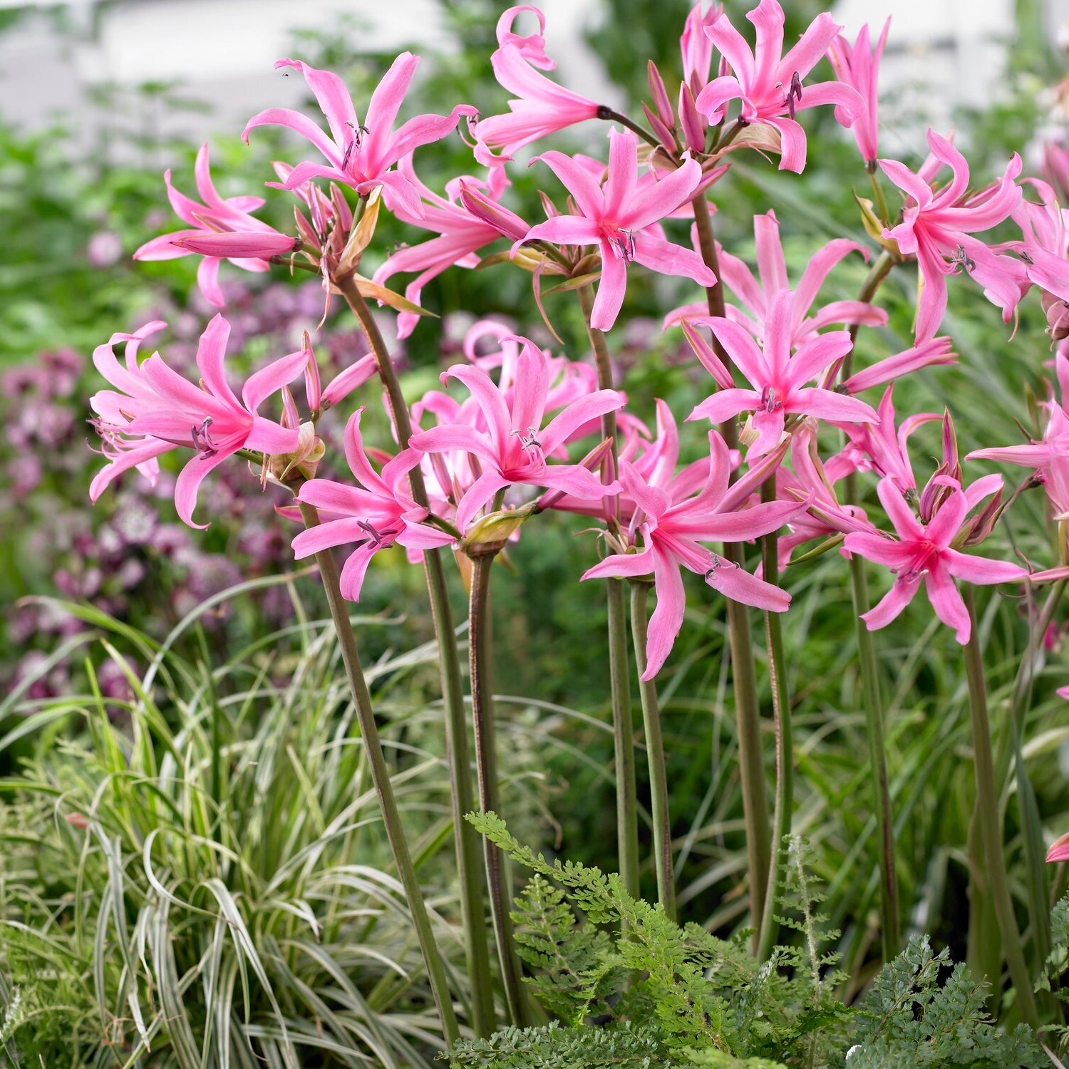 Amarine Belladiva Aphrodite (x4) - Willemse