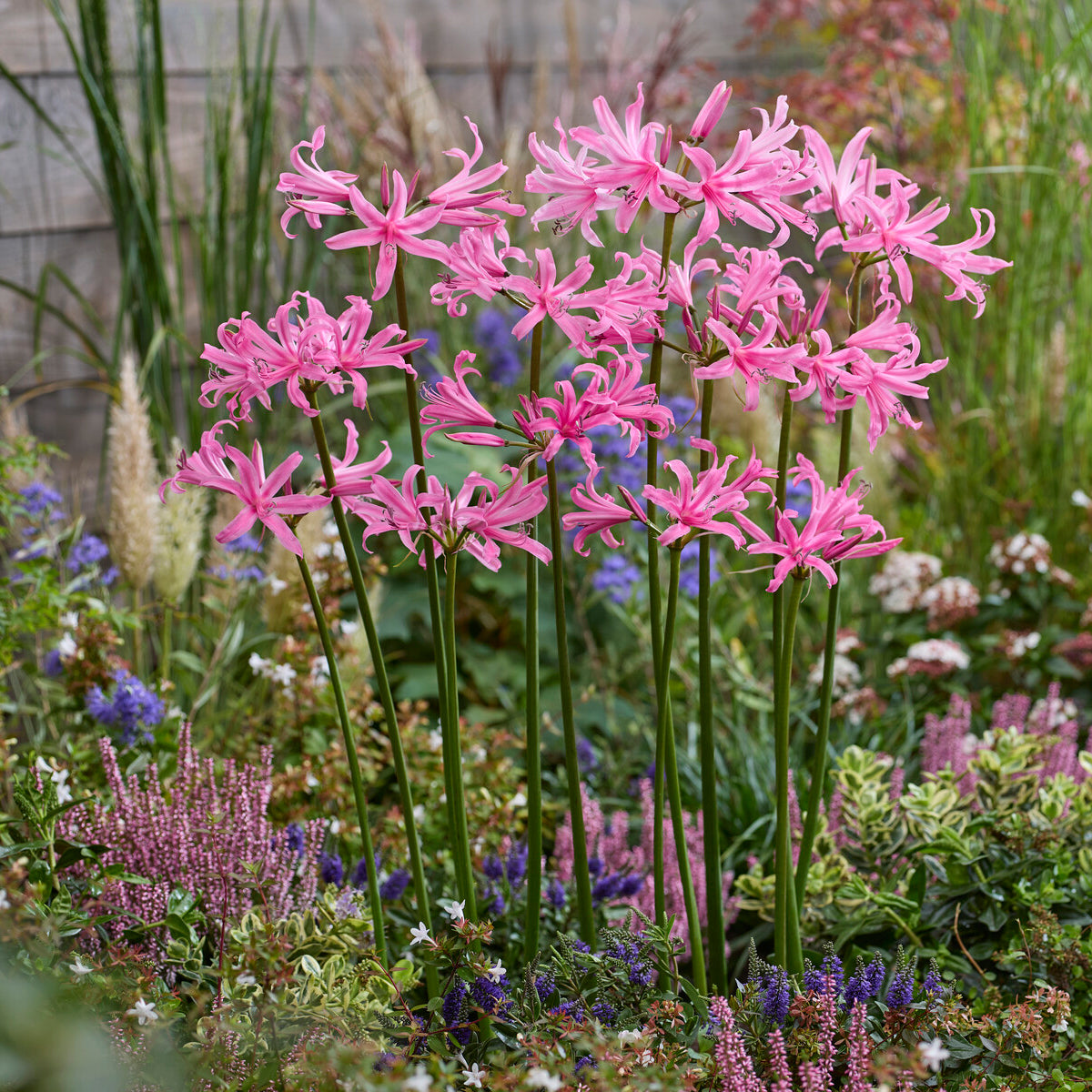 Frühlingszwiebeln - Amarine Belladiva Aphrodite (x4) - Amarine belladiva aphrodite