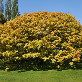 Berg-Ahorn 'Brilliantissimum - Acer pseudoplatanus 'brilliantissimum' - Willemse