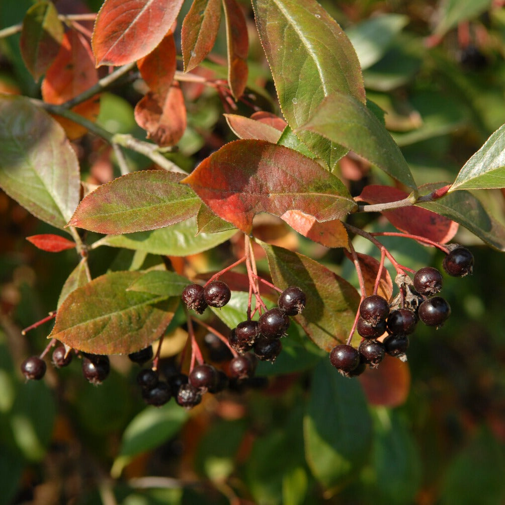 Schwarzfruchtige Apfelbeere Nero - Aronia prunifolia 'nero' - Willemse