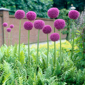 Allium giganteum - Riesen-Lauch - Stauden