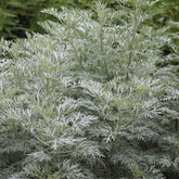 Artemisia arborescens Powis Castle - Halbstrauchiger Wermut Powis Castle - Beifuß