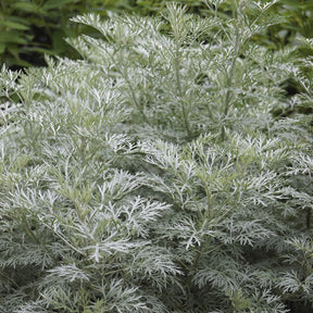 Artemisia arborescens Powis Castle - Halbstrauchiger Wermut Powis Castle - Beifuß