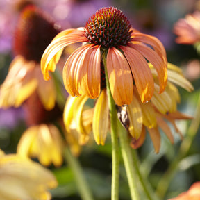 Echinacea purpurea Tangerine Dream ® - Sonnenhut Tangerine Dream ® - Stauden