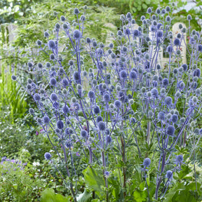 Flachblatt-Mannstreu - Willemse