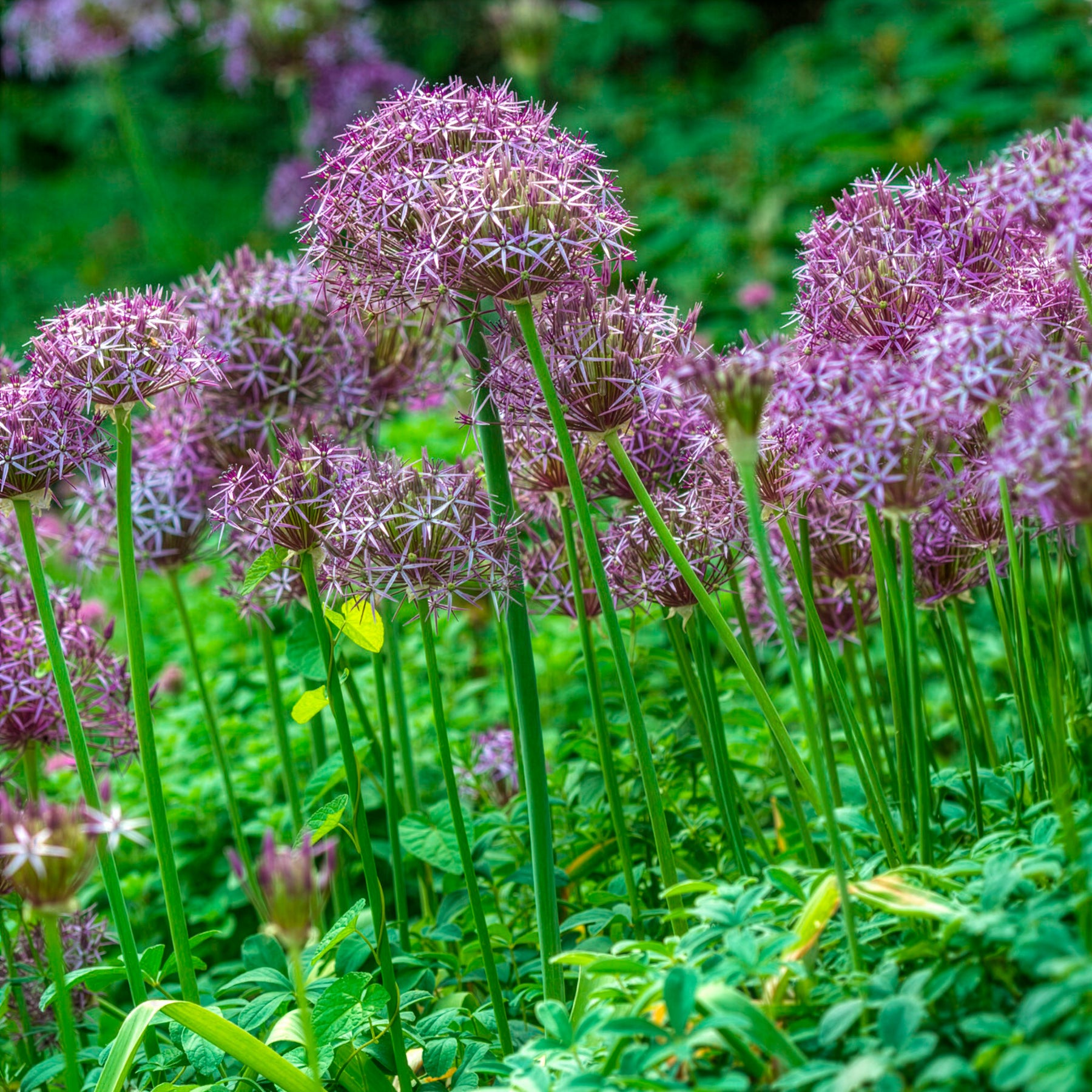 Allium Christophii (x10) mit Kugelblüten