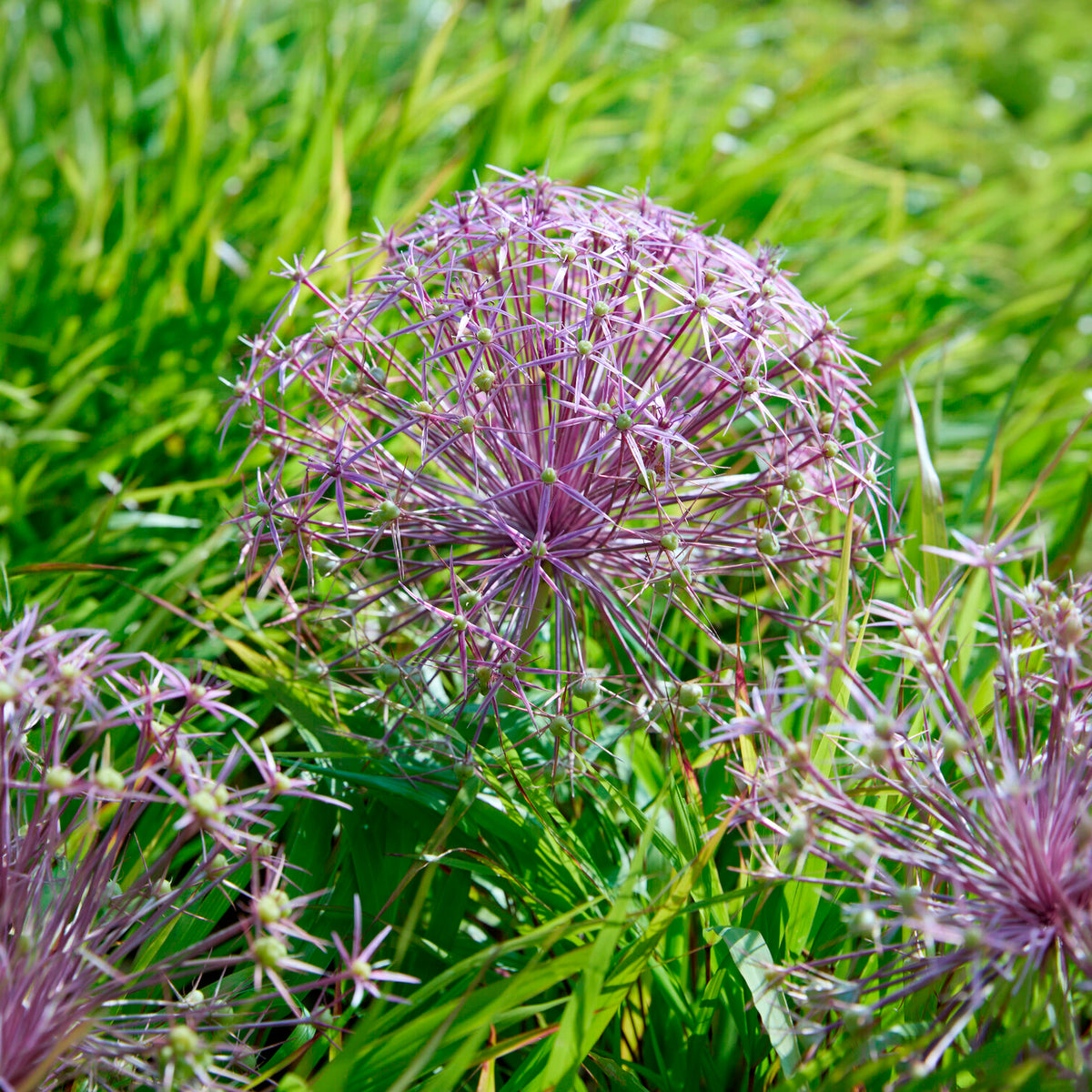 Allium Christophii (x10) - Allium christophii - Willemse