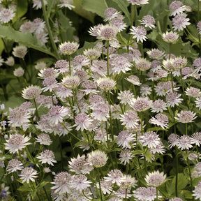 Große Sterndolde Buckland - Willemse