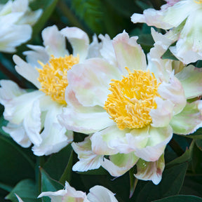 Pfingstrose Green Lotus - Paeonia lactiflora 'green lotus' - Willemse