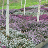 Winterheiden Mischung (rot + rosa + weiß) (x6) - Willemse