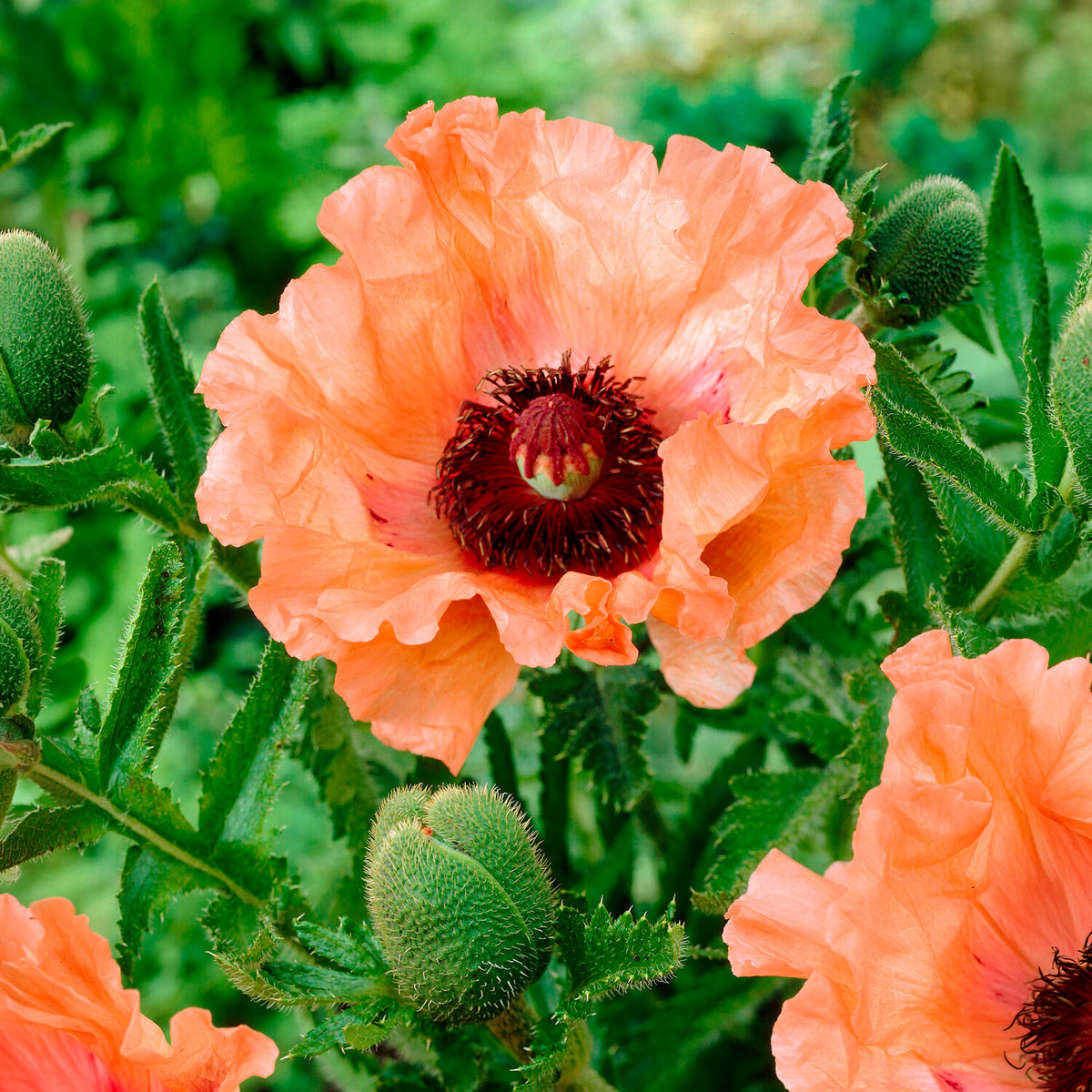 Orientalischer Mohn Effendi (x3) - Papaver orientale Effendi - Willemse