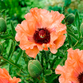 Orientalischer Mohn Effendi (x3) - Papaver orientale Effendi - Willemse