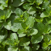 Poleiminze - Mentha pulegium - Willemse