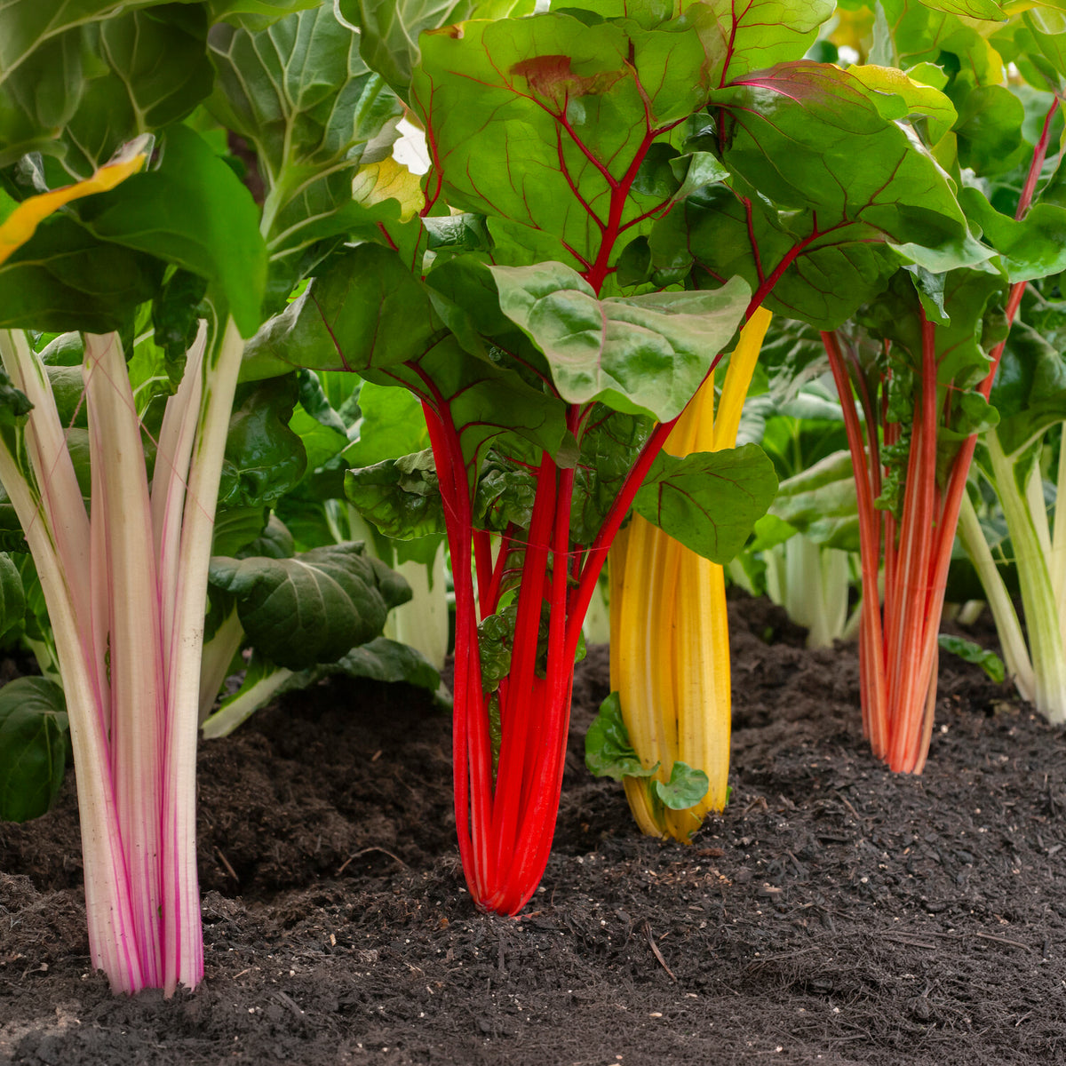 Mangold Mischung bunt - Beta vulgaris - Willemse