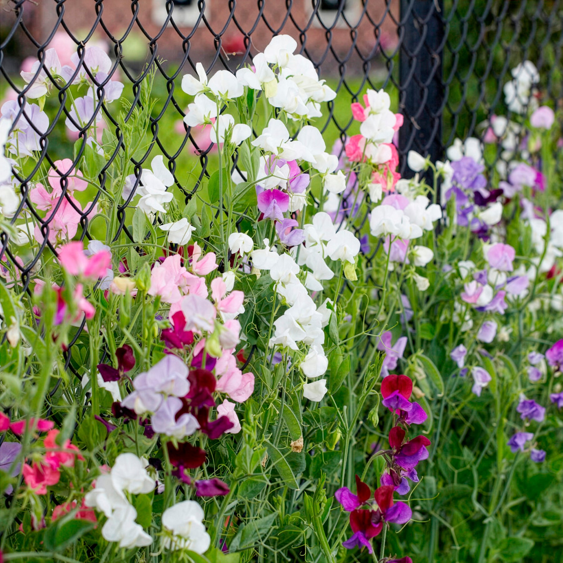 Duftwicken Mischung Bio - Lathyrus odoratus - Willemse