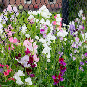 Duftwicken Mischung Bio - Lathyrus odoratus - Willemse