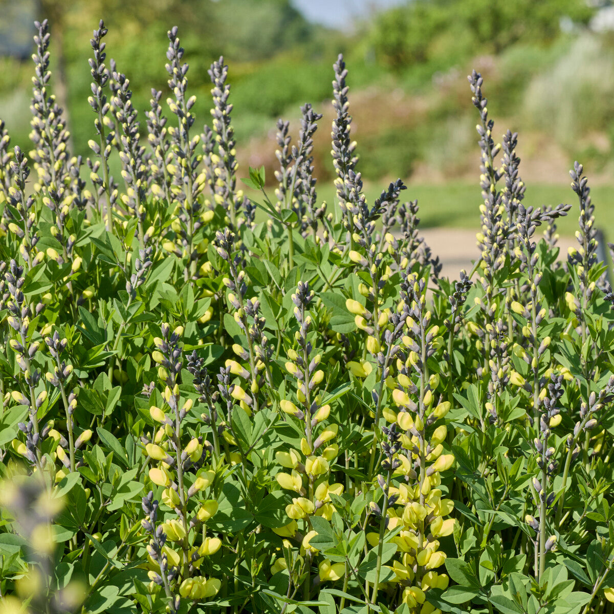 Färberhülse Decadence Vanilla Cream - Baptisia vanilla cream - Willemse