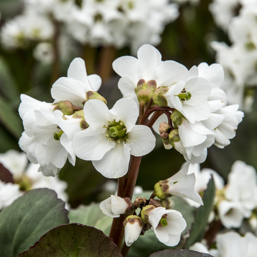 Bergenia Bressingham White Safranpflanze Bressingham White - Willemse