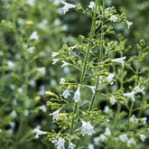 Kleiner Bergminze ‘White Cloud’ - Calamintha nepeta White Cloud - Willemse
