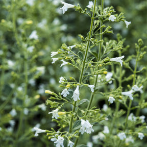 Kleiner Bergminze ‘White Cloud’ - Calamintha nepeta White Cloud - Willemse