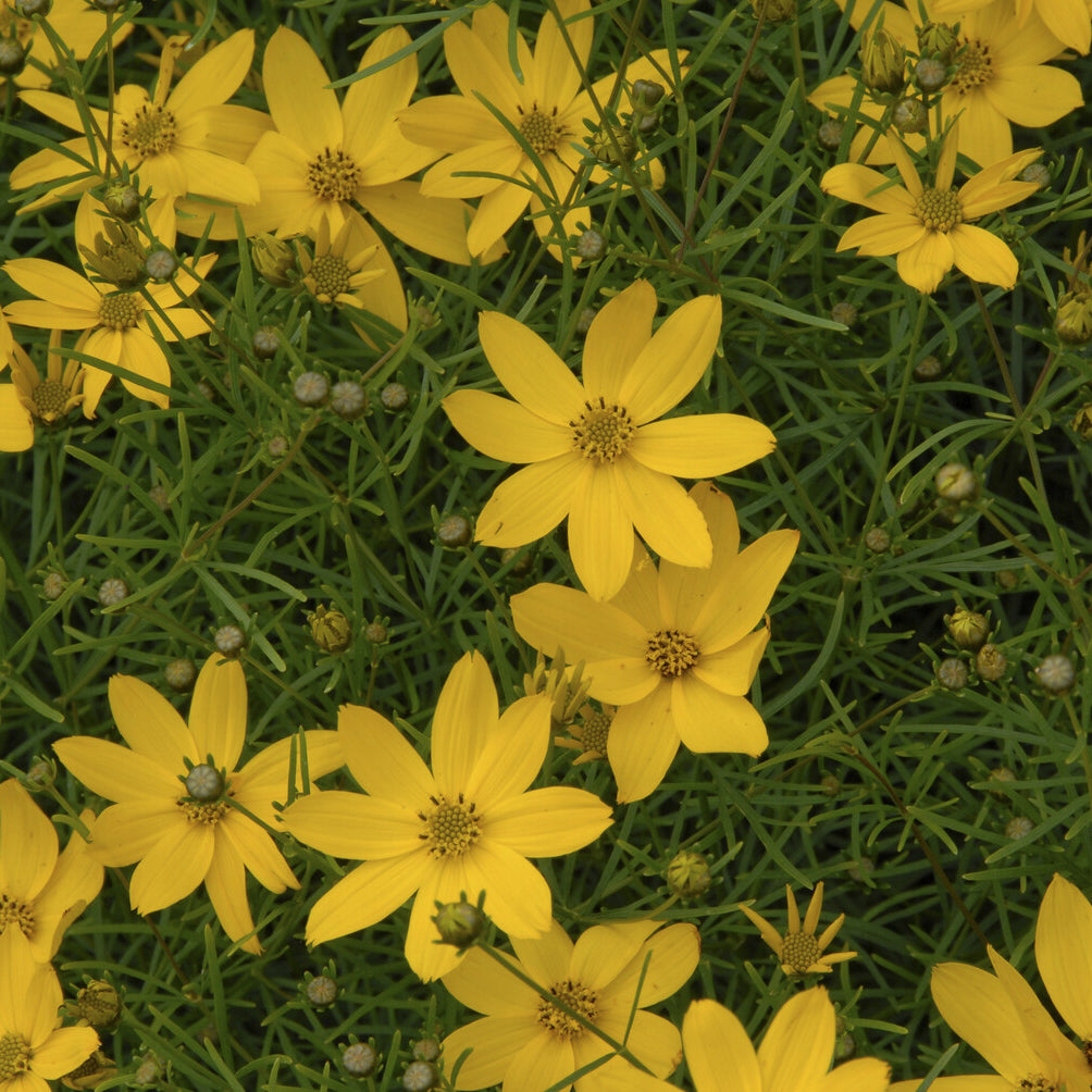 Coreopsis verticillata Zagreb - Netzblatt Schönauge 'Zagreb' - Mädchenauge