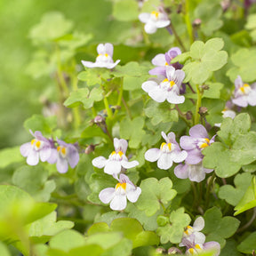 Mauer-Zimbelkraut - Cymbalaria muralis - Willemse