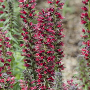 Natternkopf ‘Red Feathers’ - Echium amoenum Red Feathers - Willemse