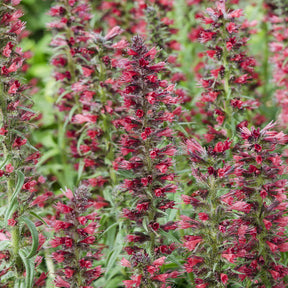 Natternkopf ‘Red Feathers’ - Willemse