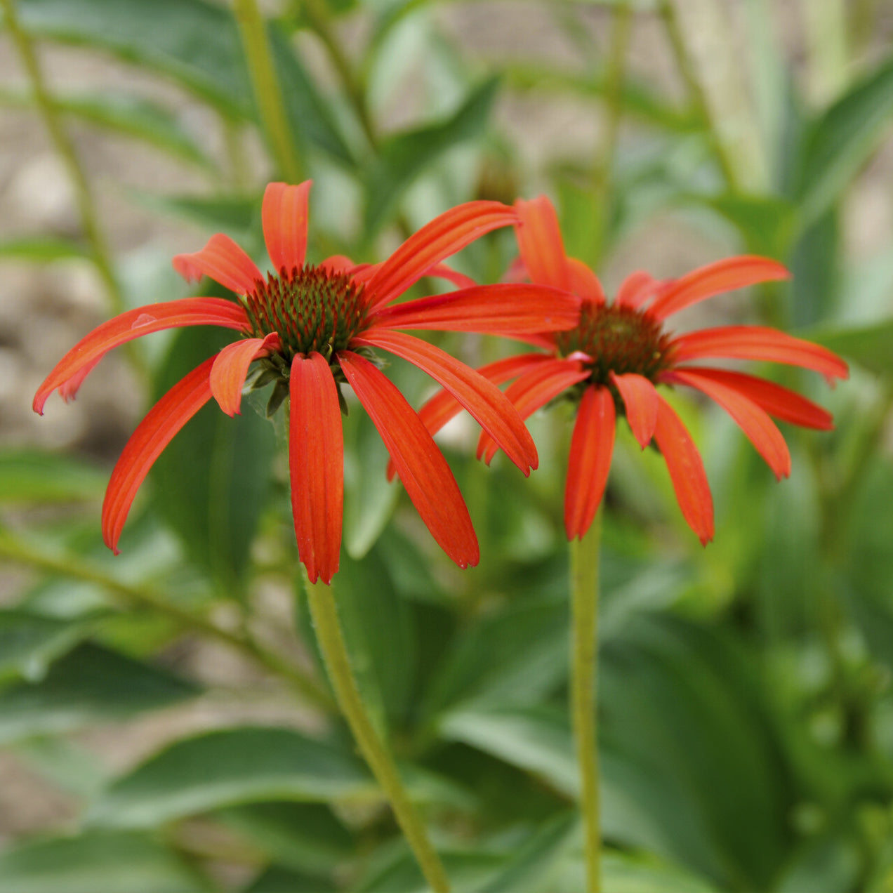 Sonnenhut ‘Tomato Soup’ - Echinacea purpurea Tomato Soup - Willemse