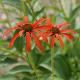 Sonnenhut ‘Tomato Soup’ - Echinacea purpurea Tomato Soup - Willemse