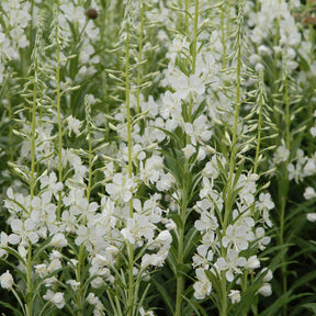 Stauden - Weißes Weidenröschen - Epilobium angustifolium Album