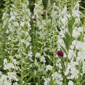 Weißes Weidenröschen - Epilobium angustifolium Album - Willemse