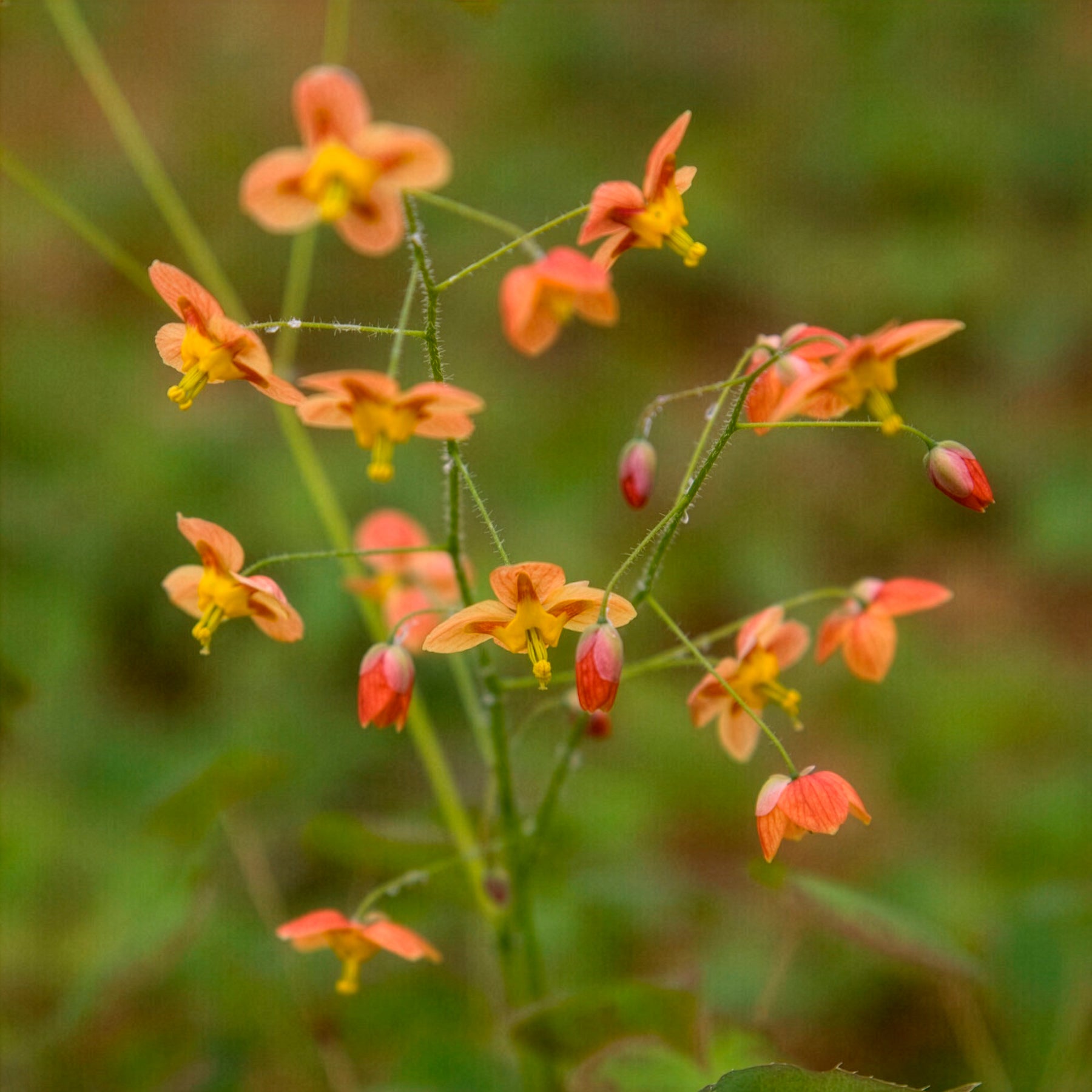 Elfenblume Orangekönigin - Willemse