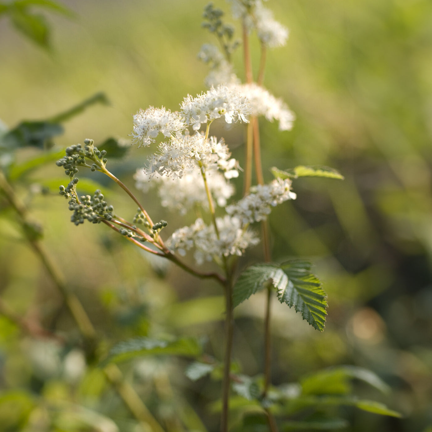 Filipendula ulmaria - Sumpf-Mädesüß - Blühende Stauden